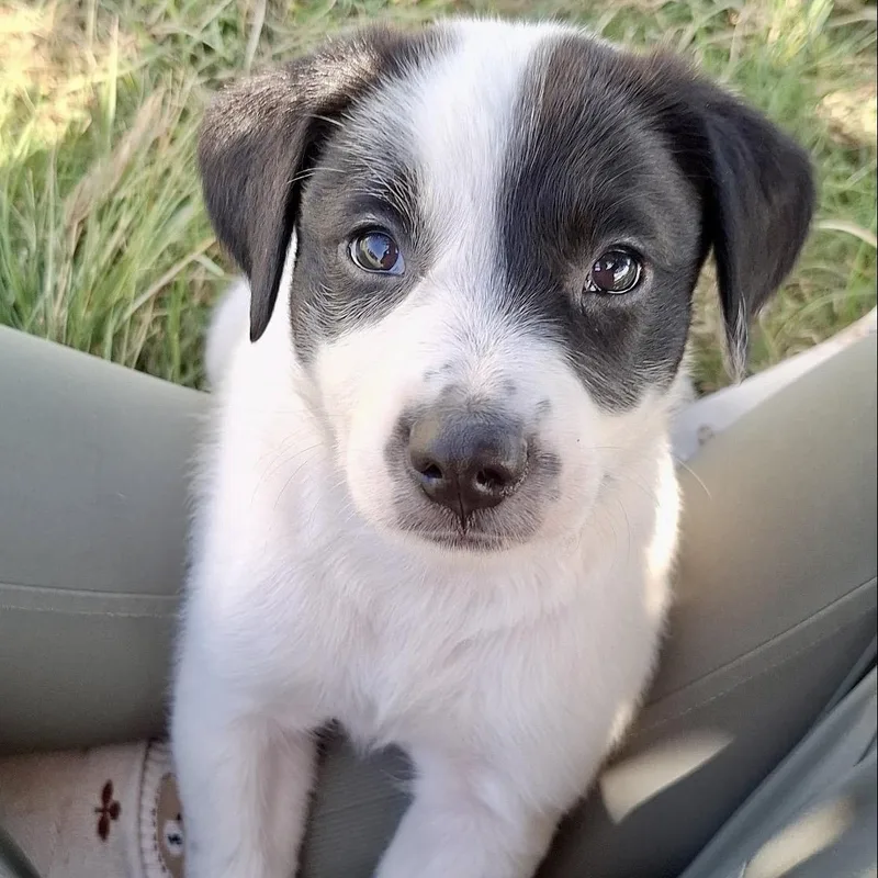 A baby medium-sized male Mixed Breed dog named Hank for adoption in Marfa, TX