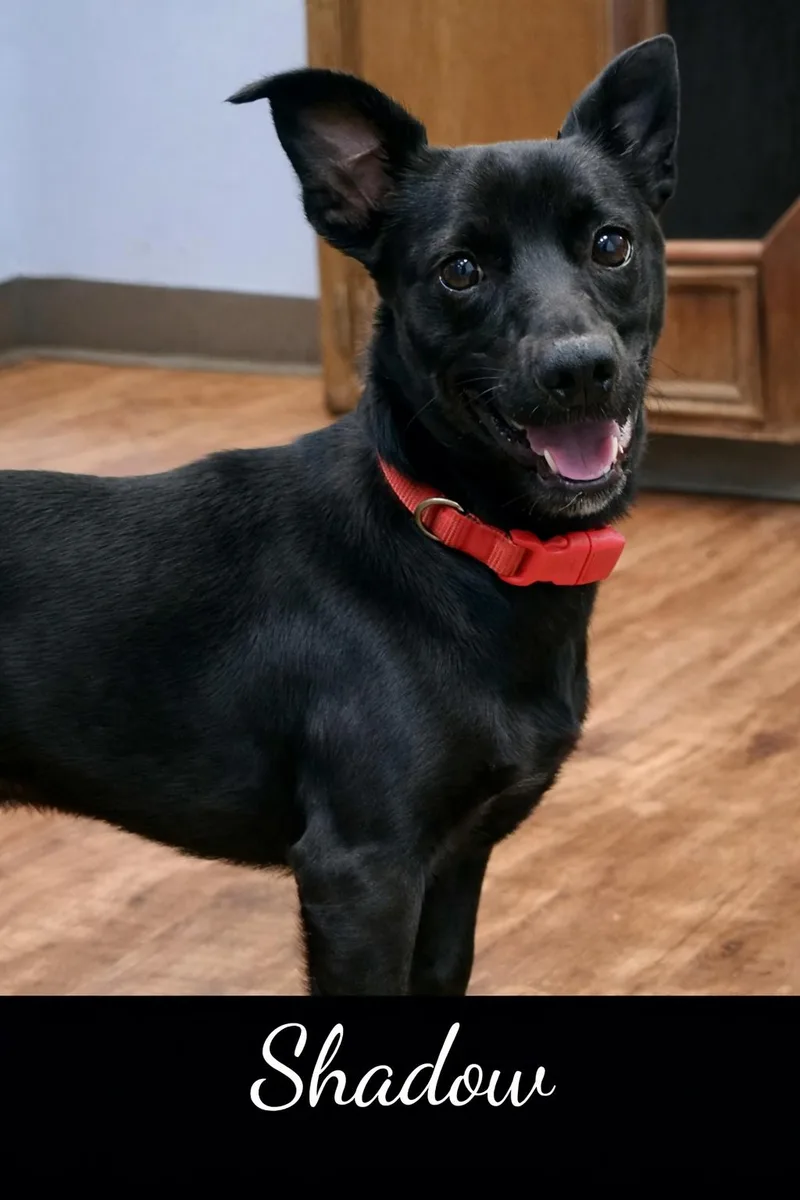 A young small-sized male Black Terrier dog named Shadow for adoption in Deer Park, TX