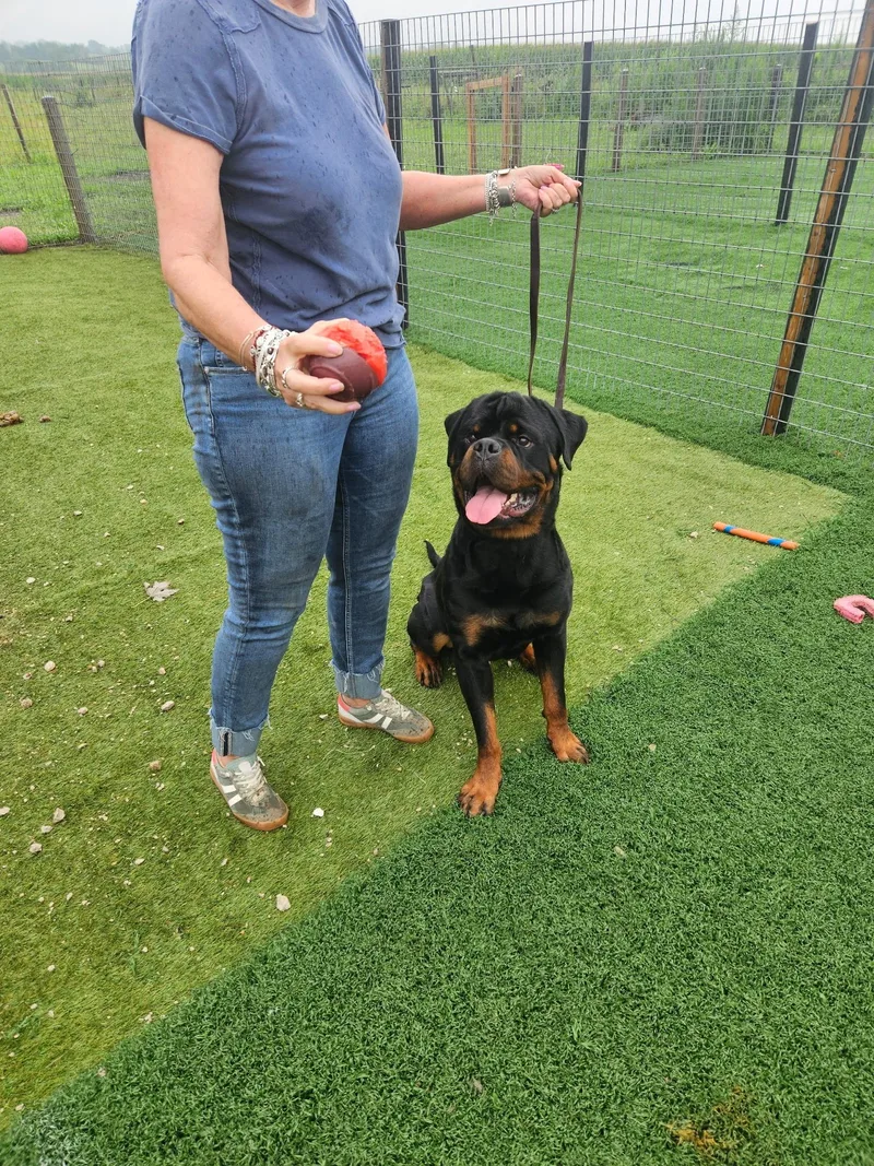 A young extra large-sized male Rottweiler dog named King for adoption in Oswego, IL