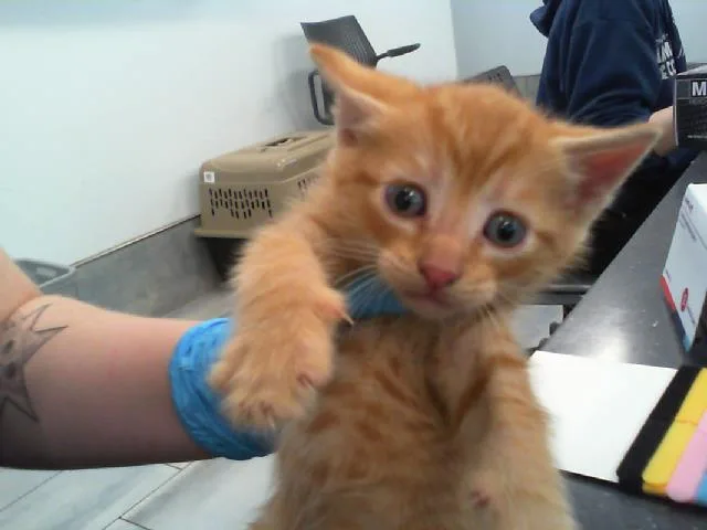 A baby small-sized male Domestic Short Hair cat named Waffles for adoption in Charlotte, NC