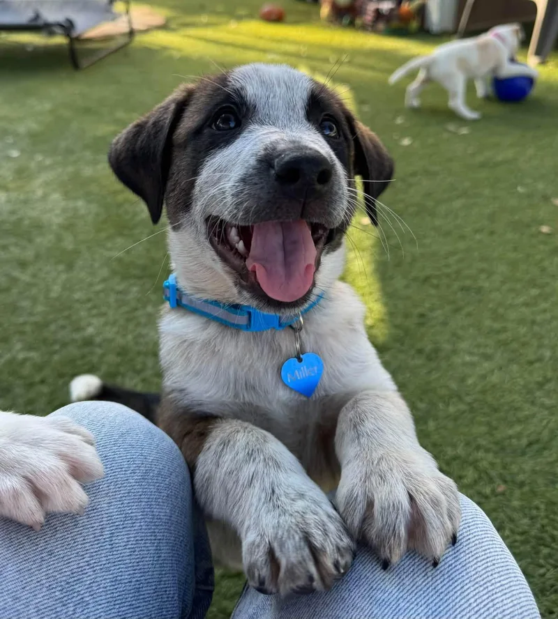 A baby medium-sized male Australian Shepherd dog named Ford for adoption in Southlake, TX
