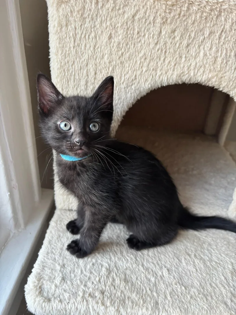 A baby medium-sized female Black Domestic Short Hair cat named Orion for adoption in Chicago, IL
