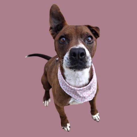 An adult small-sized female Mixed Breed dog named Violet for adoption in Bakersfield, CA