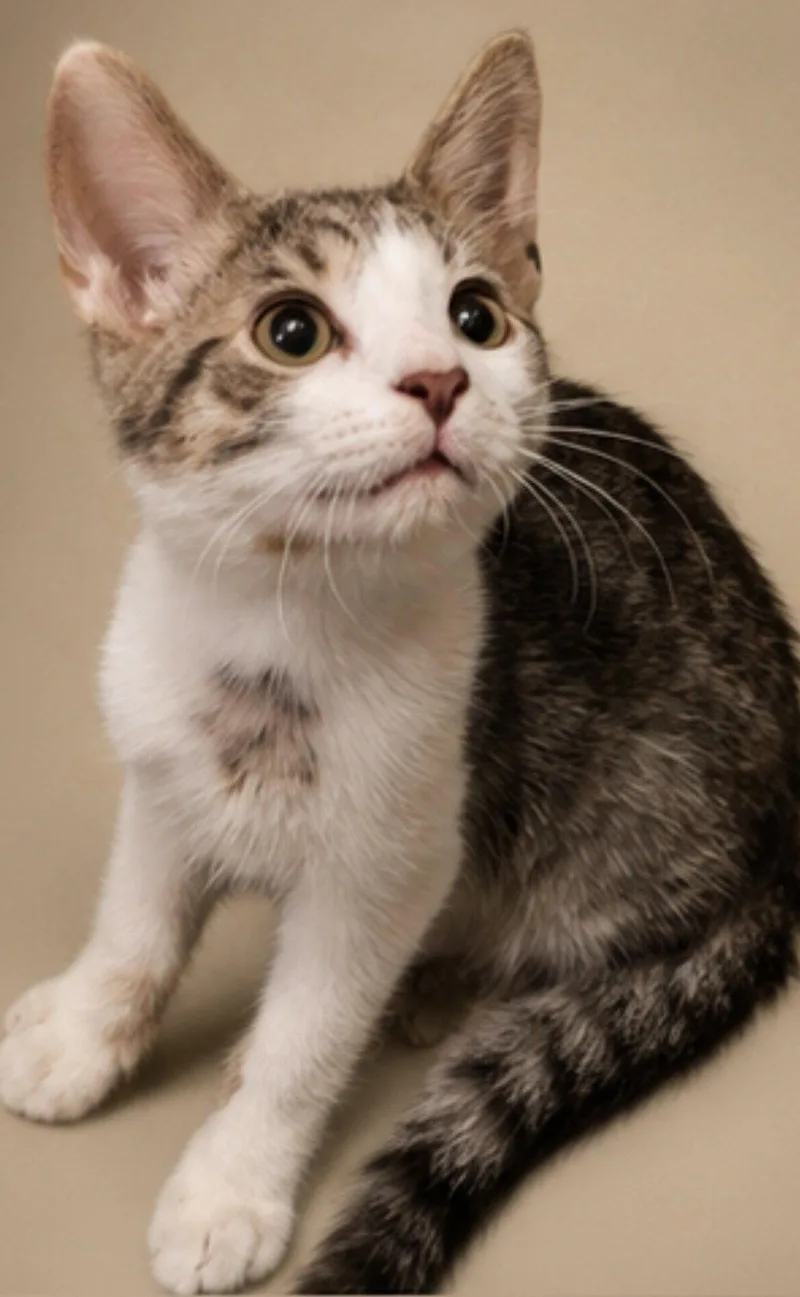 A baby medium-sized male Tabby cat named Alfredo for adoption in Cuyahoga Falls, OH