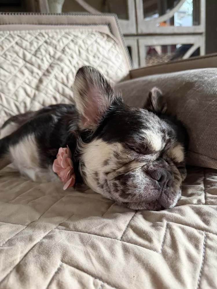 Coco
