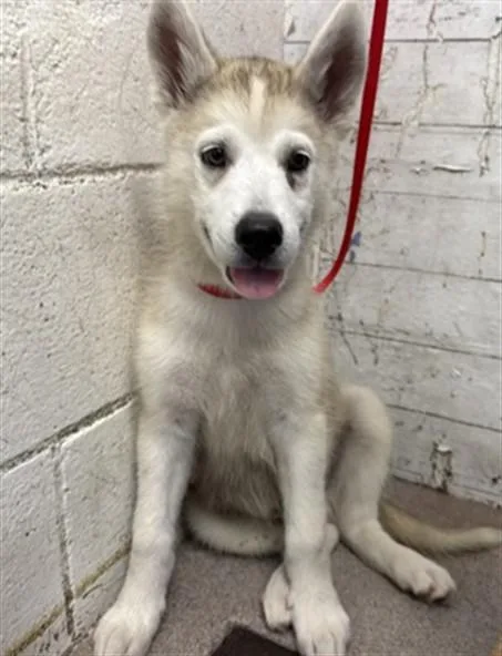 A baby small-sized male Siberian Husky dog named Camembert for adoption in San Bernardino, CA