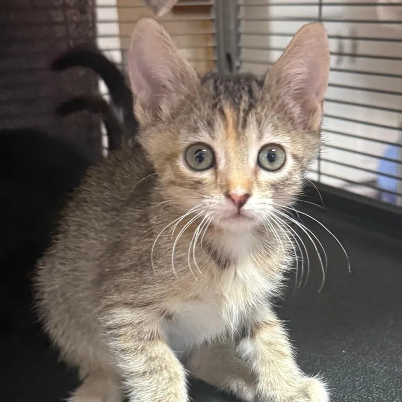A baby small-sized female Domestic Short Hair cat named Trouble for adoption in Desert Hot Springs, CA