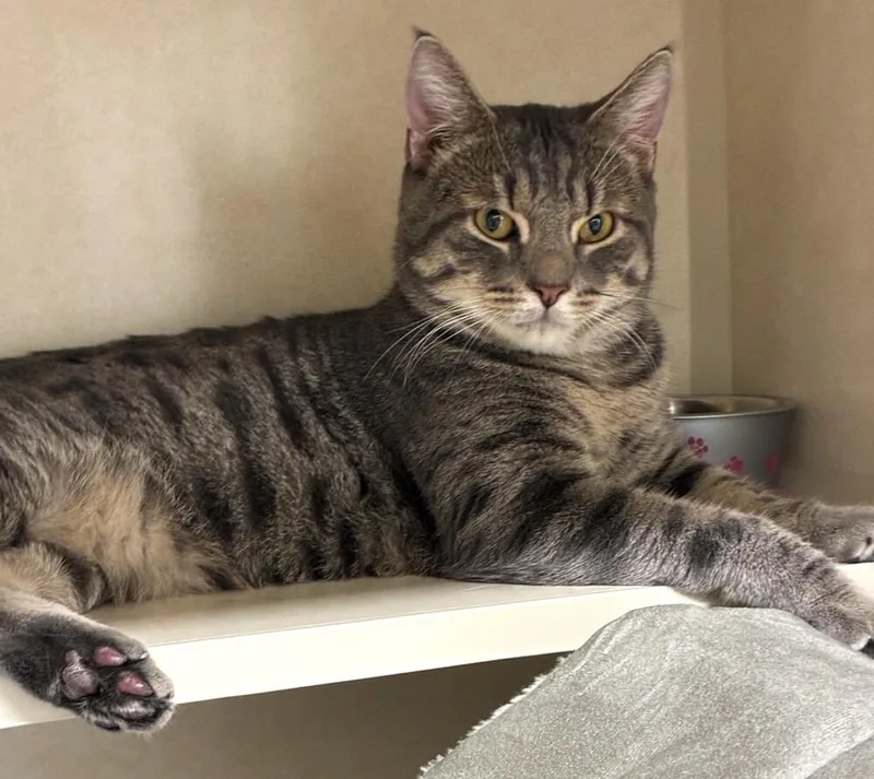 An adult medium-sized male Domestic Short Hair cat named Clark for adoption in Elmsford, NY