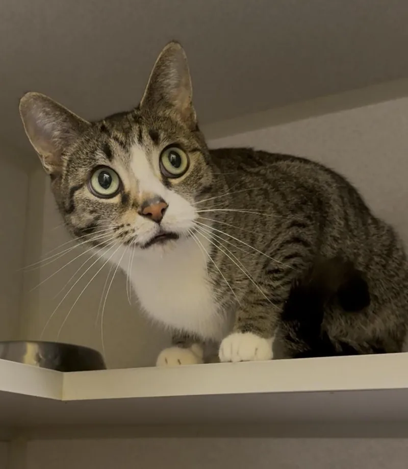 An adult medium-sized female Tabby (Brown / Chocolate) Domestic Short Hair cat named Kiki for adoption in Osseo, MI