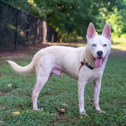 An adult medium-sized male Mixed Breed dog named Velocity for adoption in Chamblee, GA