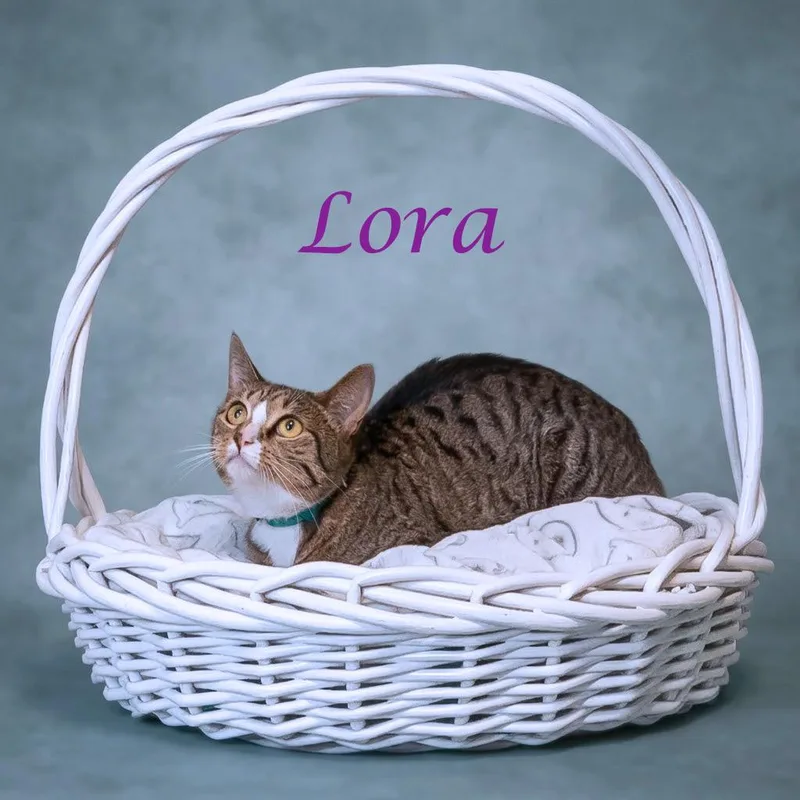 A young medium-sized female Brown / Chocolate Domestic Short Hair cat named Lora C for adoption in Lebanon, TN