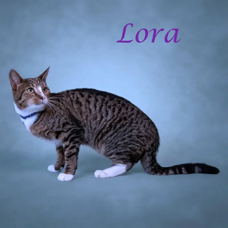 Lora C thumbnail 2