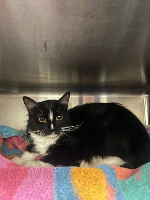 A young medium-sized female Black Domestic Short Hair cat named Smidgeon for adoption in Fruit Heights, UT