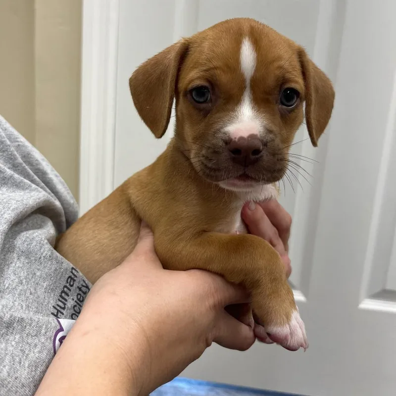 A baby medium-sized male Red / Chestnut / Orange Mixed Breed dog named Chucky for adoption in Lake Panasoffkee, FL