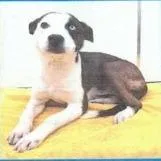 An adult medium-sized male Black Collie dog named Charli for adoption in Buellton, CA
