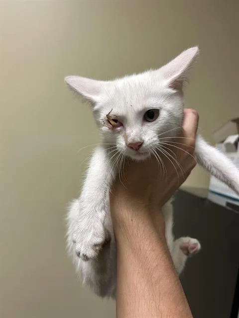 A baby small-sized female Domestic Short Hair cat named Peri for adoption in Sacramento, CA