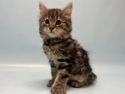 A baby small-sized female Domestic Long Hair cat named Venus for adoption in Coon Rapids, MN