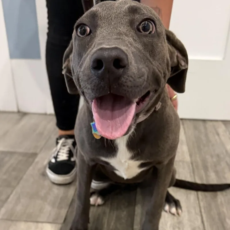 A young medium-sized female American Staffordshire Terrier dog named Avalon for adoption in Los Angeles, CA