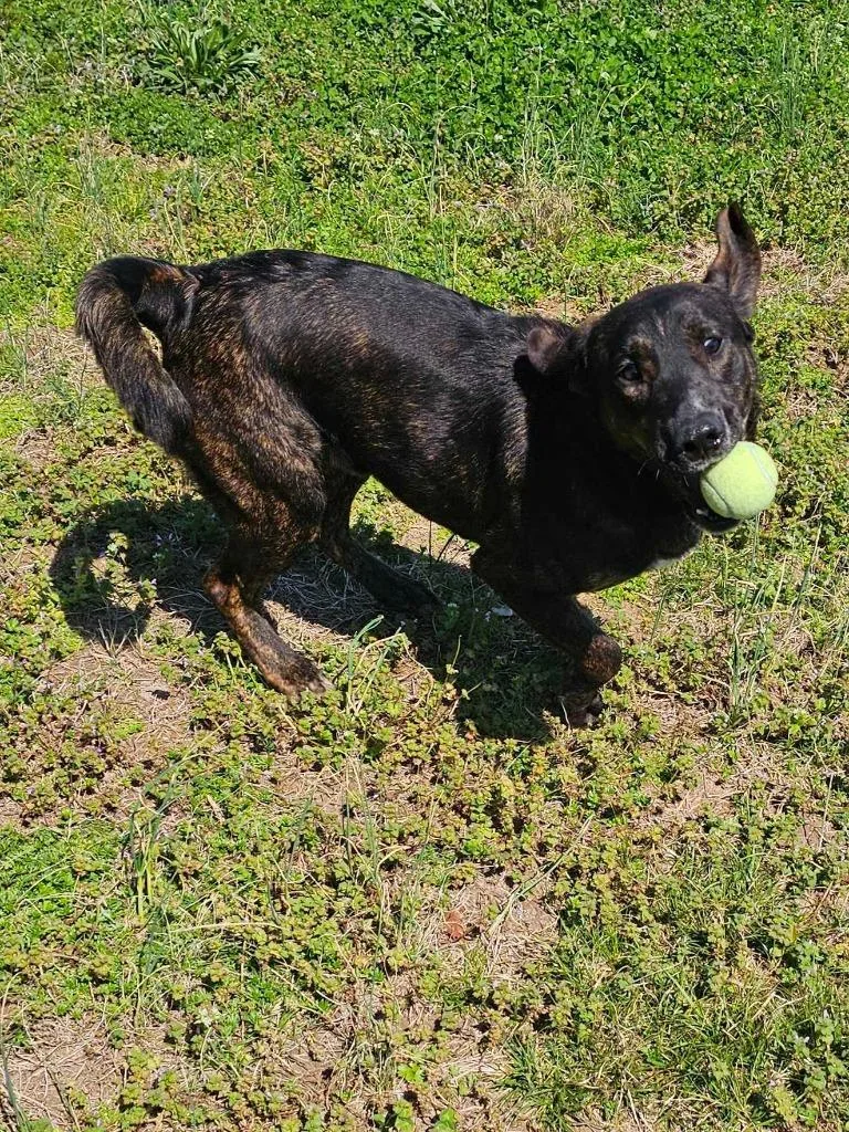 A young large-sized male Affenpinscher dog named David for adoption in Chickamauga , GA