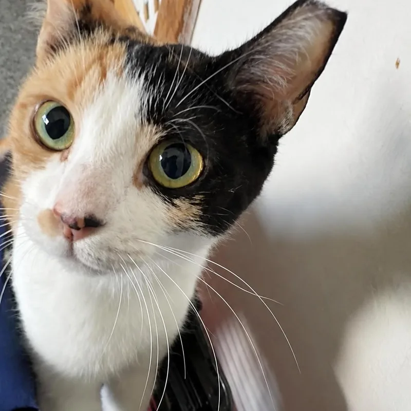 A young small-sized female Calico Domestic Short Hair cat named Speckle for adoption in Hopewell, VA