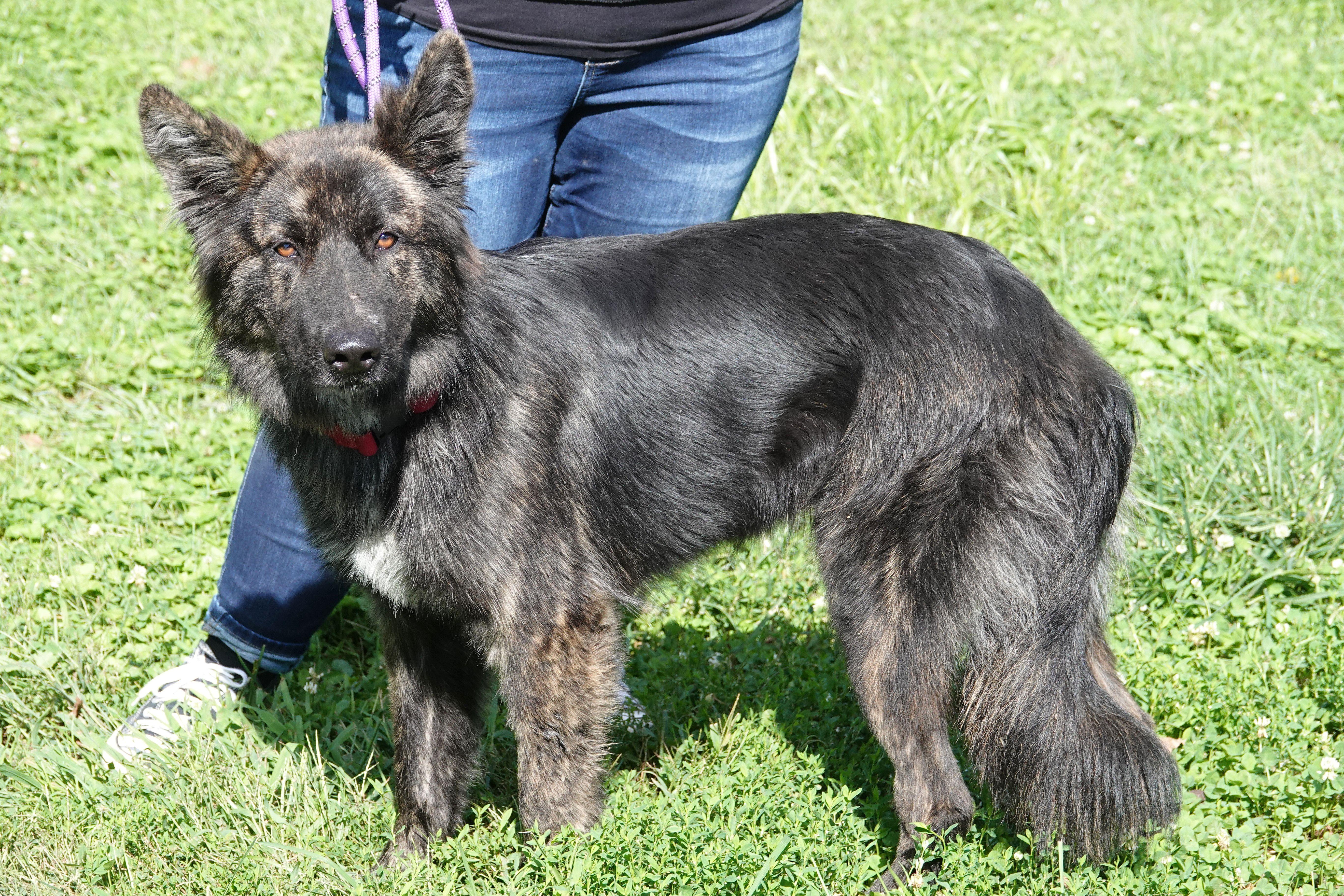An adult medium-sized male Shepherd dog named Colonel for adoption in Millfield, OH