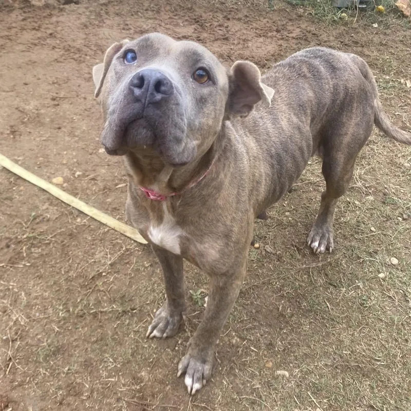 Spaghetti thumbnail 4