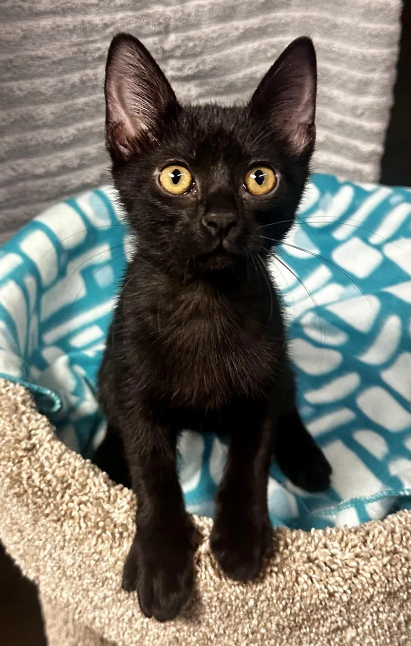 A baby small-sized female Black Domestic Short Hair cat named Reign Kuykendahl Petsmart for adoption in Spring, TX