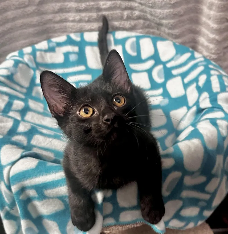 Reign  Kuykendahl Petsmart thumbnail 2