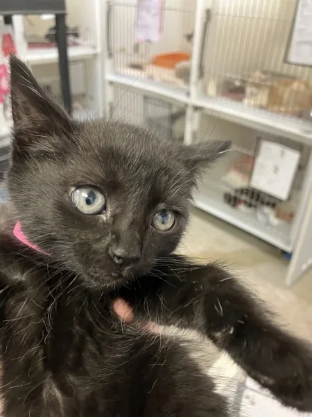 A baby medium-sized female Domestic Medium Hair cat named Mew for adoption in Napa, CA