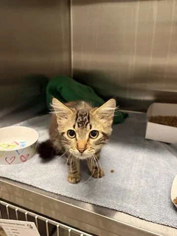 A baby small-sized male Domestic Medium Hair cat named Carlos Yustis for adoption in San Martin, CA
