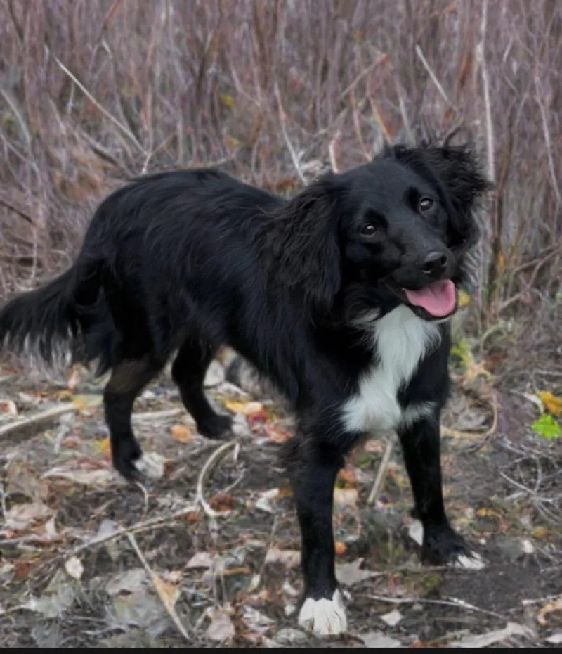 A young small-sized male Spaniel dog named Jax for adoption in Dalton, GA