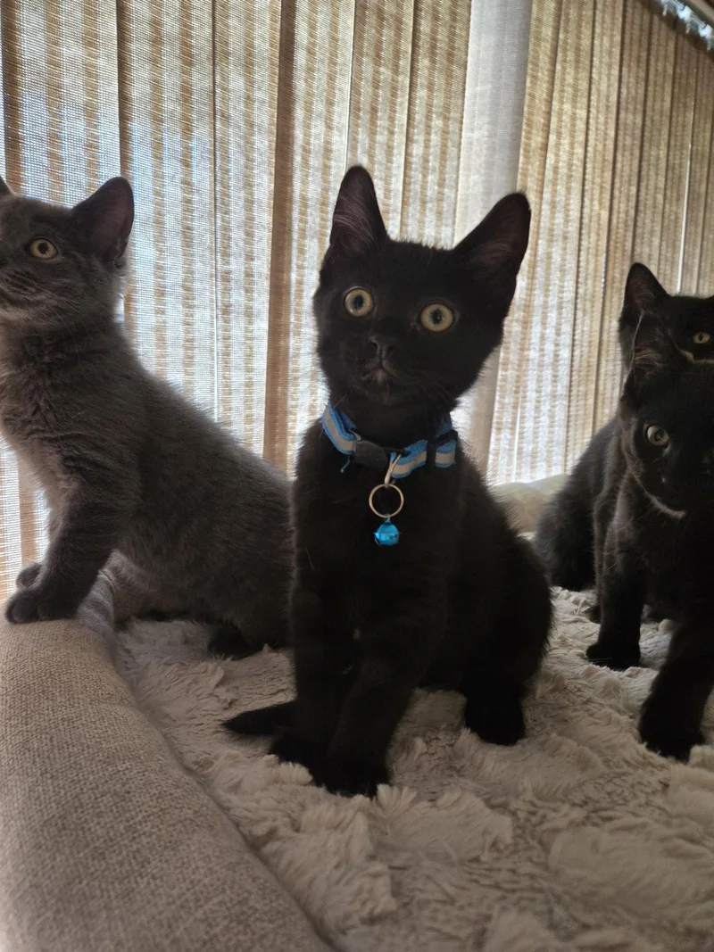 A baby medium-sized male Black Domestic Short Hair cat named Hunter for adoption in Walled Lake, MI