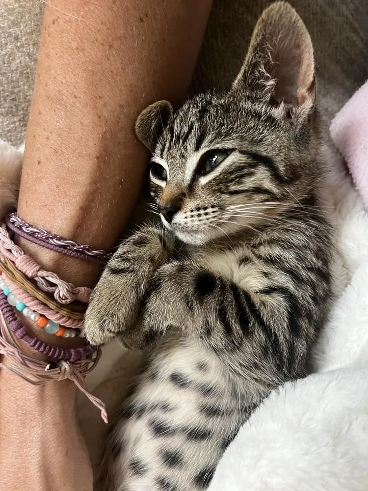 A baby small-sized male Domestic Short Hair cat named Bob McGee for adoption in Dallas, TX
