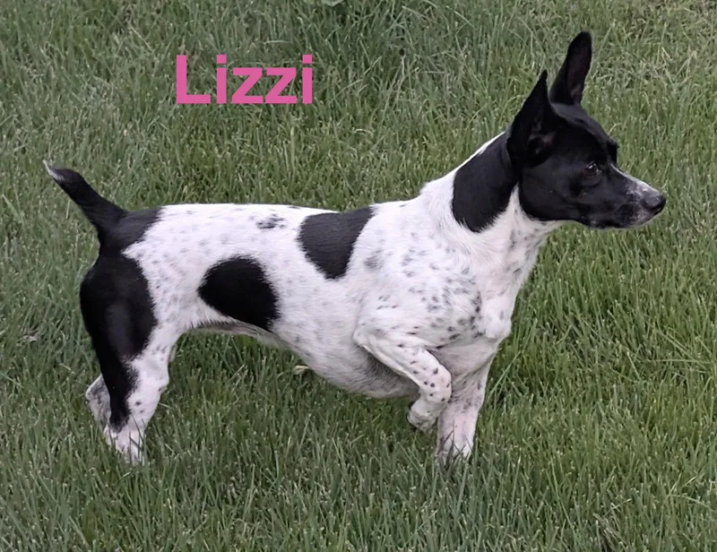 An adult small-sized female Terrier dog named Lizzi for adoption in Topeka, KS