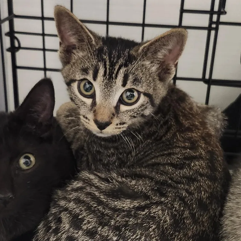 A baby small-sized male Domestic Short Hair cat named Javi for adoption in Novelty, OH