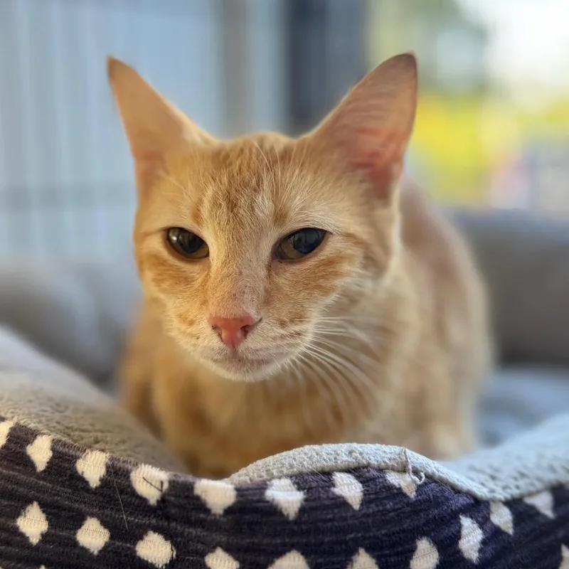 A young medium-sized female Orange / Red Domestic Short Hair cat named Chai for adoption in Chesapeake, VA