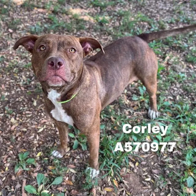 A young medium-sized female Pit Bull Terrier dog named Corley for adoption in Huntsville, AL