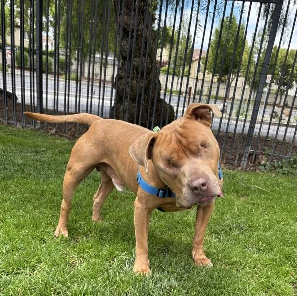 An adult medium-sized male Pit Bull Terrier dog named Praline for adoption in Dublin, CA