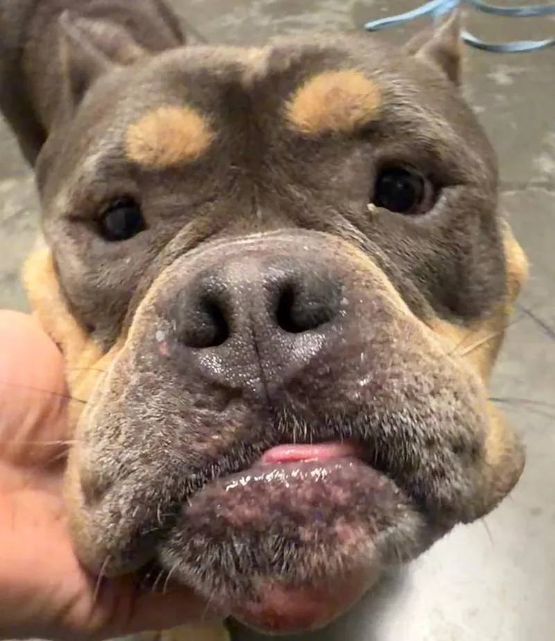 An adult medium-sized male English Bulldog dog named Diesel for adoption in Henderson, NC