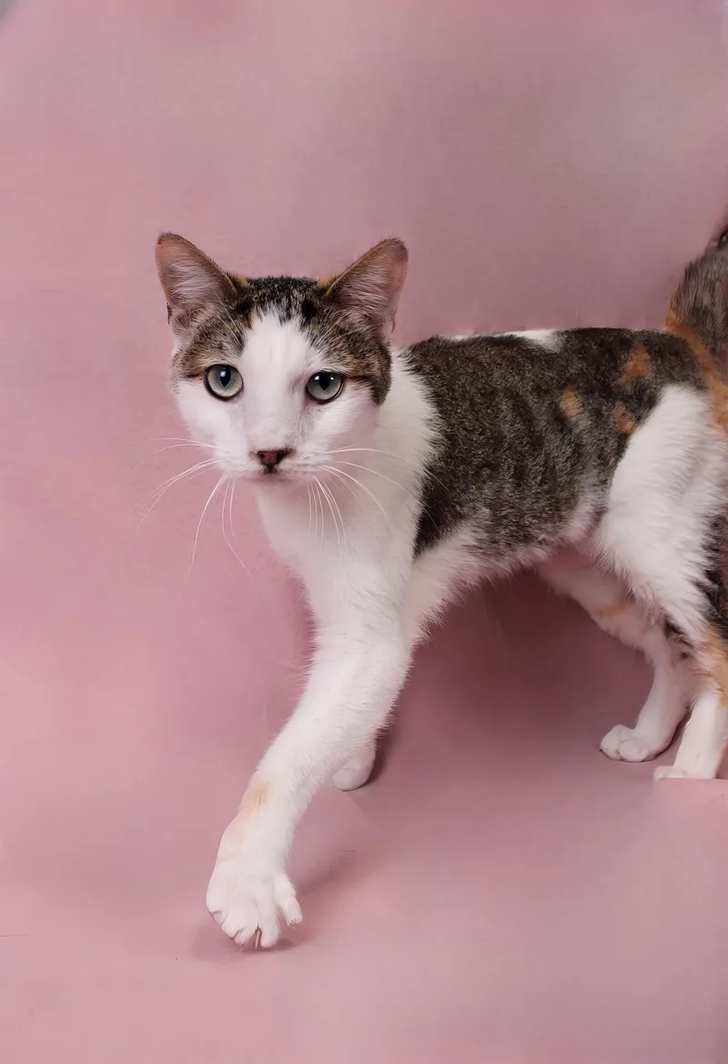 An adult small-sized female Domestic Short Hair cat named Flash for adoption in Pasadena, CA