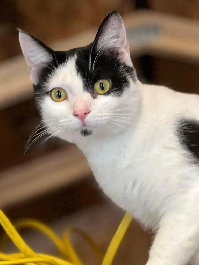 An adult medium-sized female Black & White / Tuxedo Domestic Short Hair cat named Kitler for adoption in Cromwell, KY