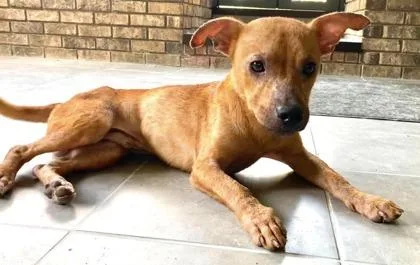 A baby small-sized male Mixed Breed dog named Mickey for adoption in St. Anne, IL