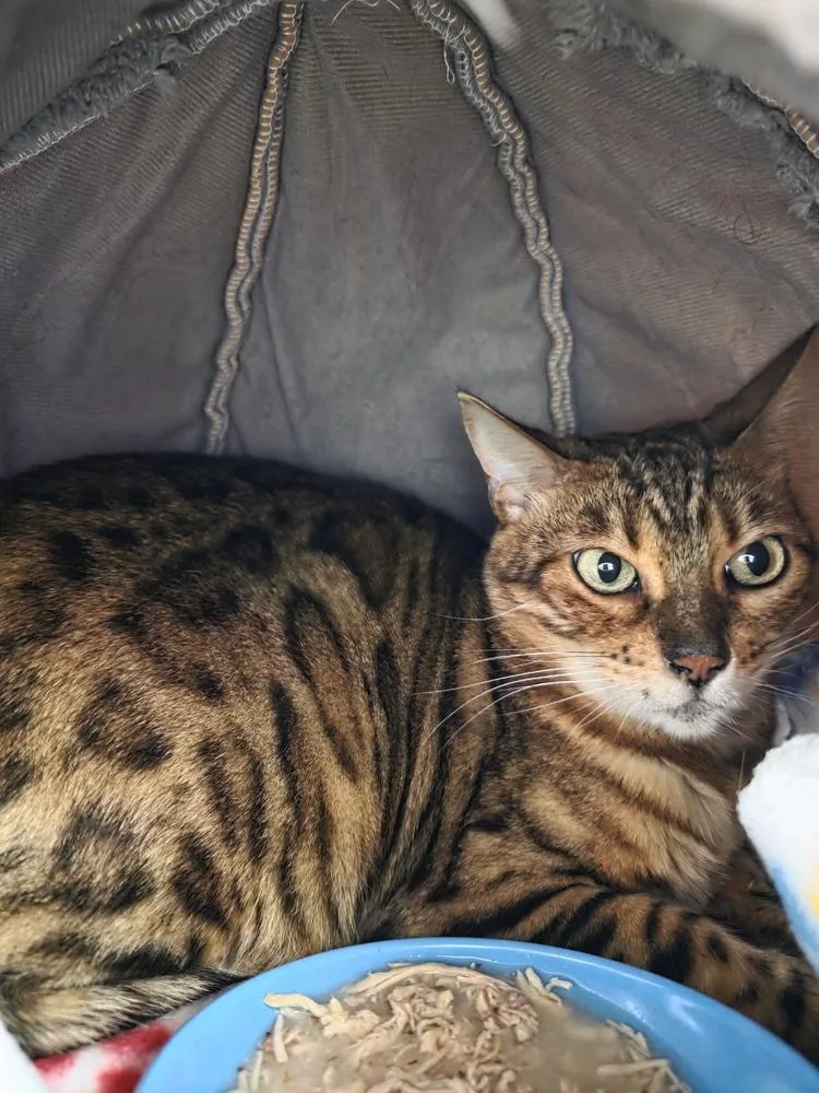 An adult large-sized female Brown / Chocolate Bengal cat named Pyrle for adoption in Fort Walton Beach, FL