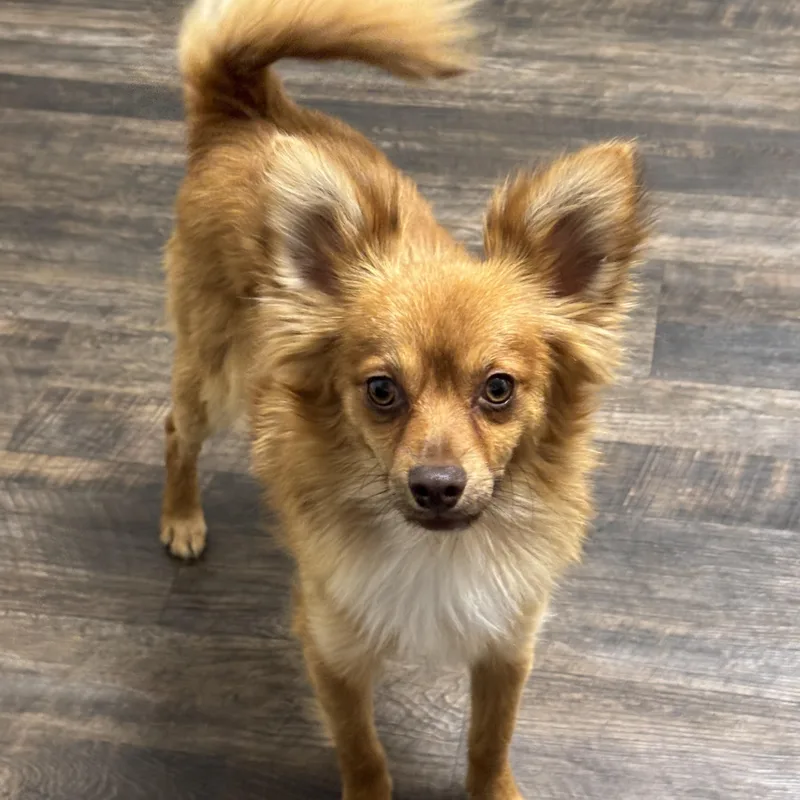 A young small-sized male Red / Chestnut / Orange Pomeranian dog named Simba for adoption in Corona, CA