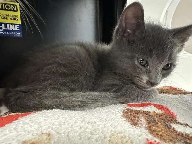 A baby small-sized male Domestic Short Hair cat named Thor for adoption in San Luis Obispo, CA