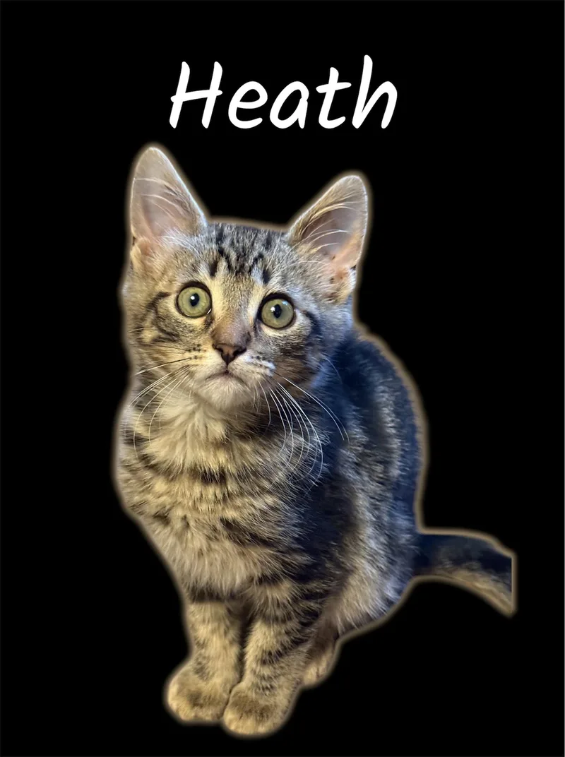 A baby small-sized male Tabby (Brown / Chocolate) Domestic Short Hair cat named Heath for adoption in Auburn, CA