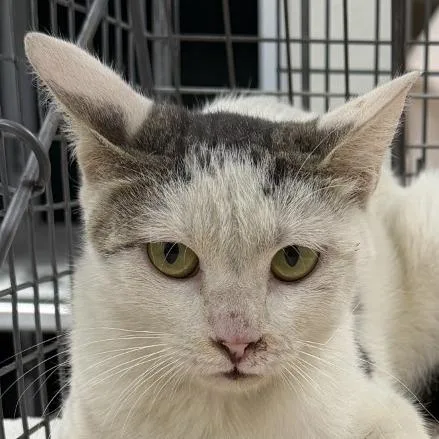 An adult small-sized female Brown / Chocolate Domestic Short Hair cat named 110973 for adoption in Las Cruces, NM