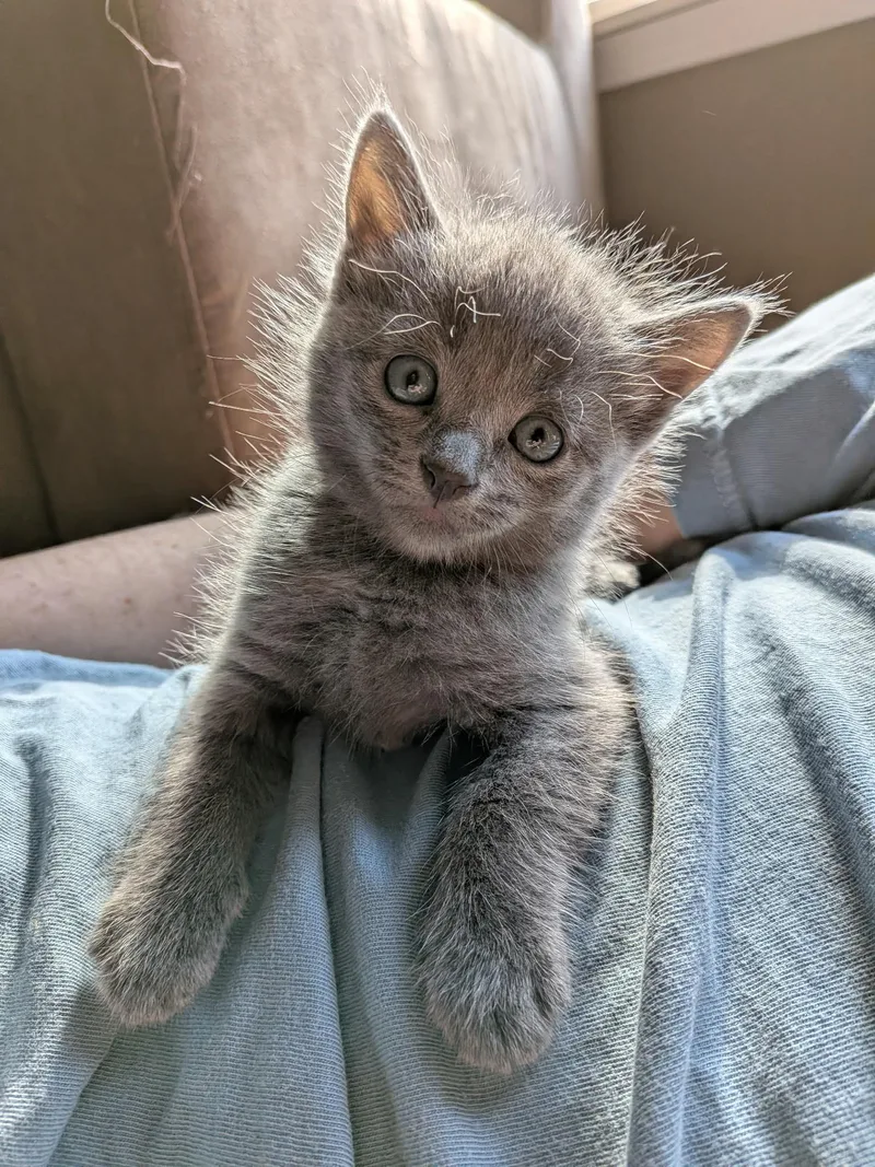 A baby medium-sized female American Shorthair cat named Brie for adoption in Wadsworth, IL