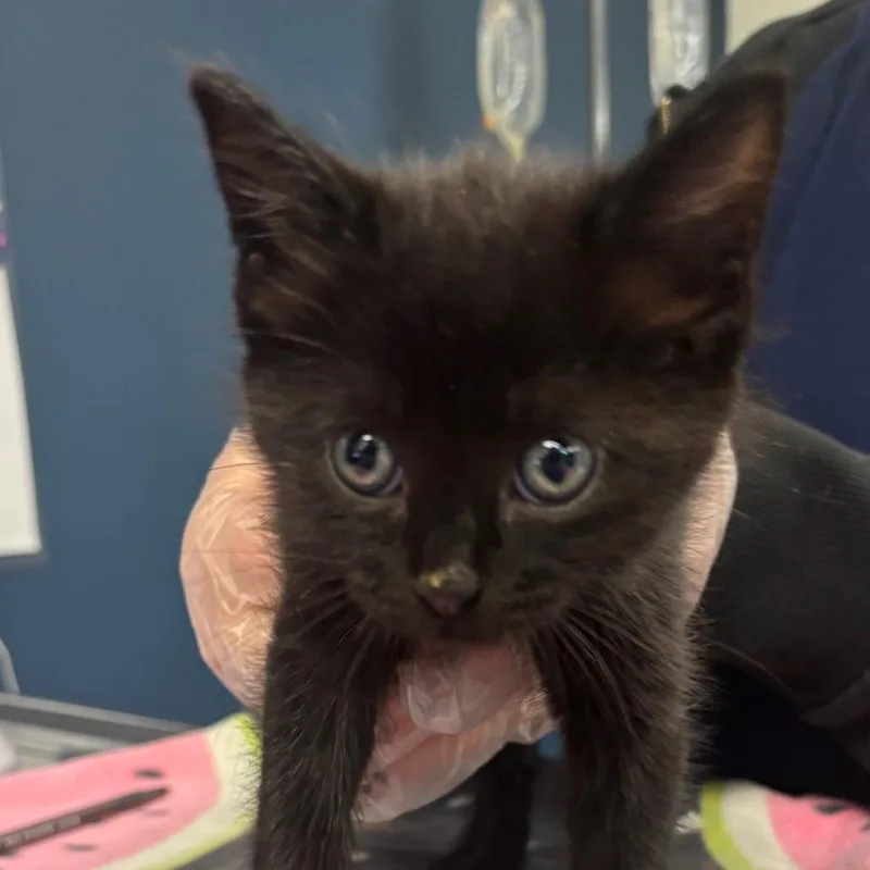 A baby small-sized male Black Domestic Short Hair cat named Billy for adoption in Newark, NJ