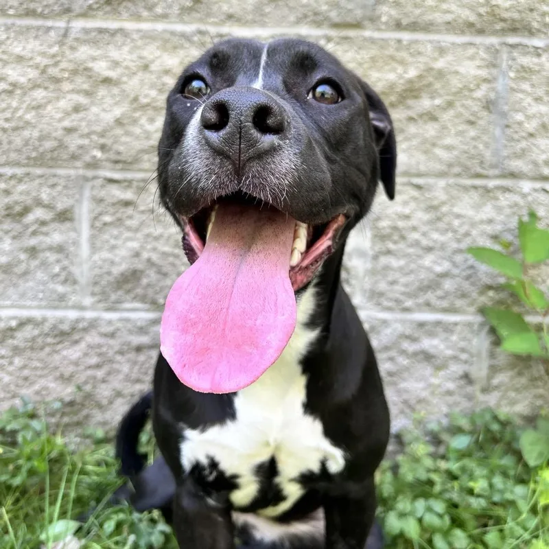 A baby small-sized female Black Mixed Breed dog named Daphne Ann for adoption in Charleston, WV